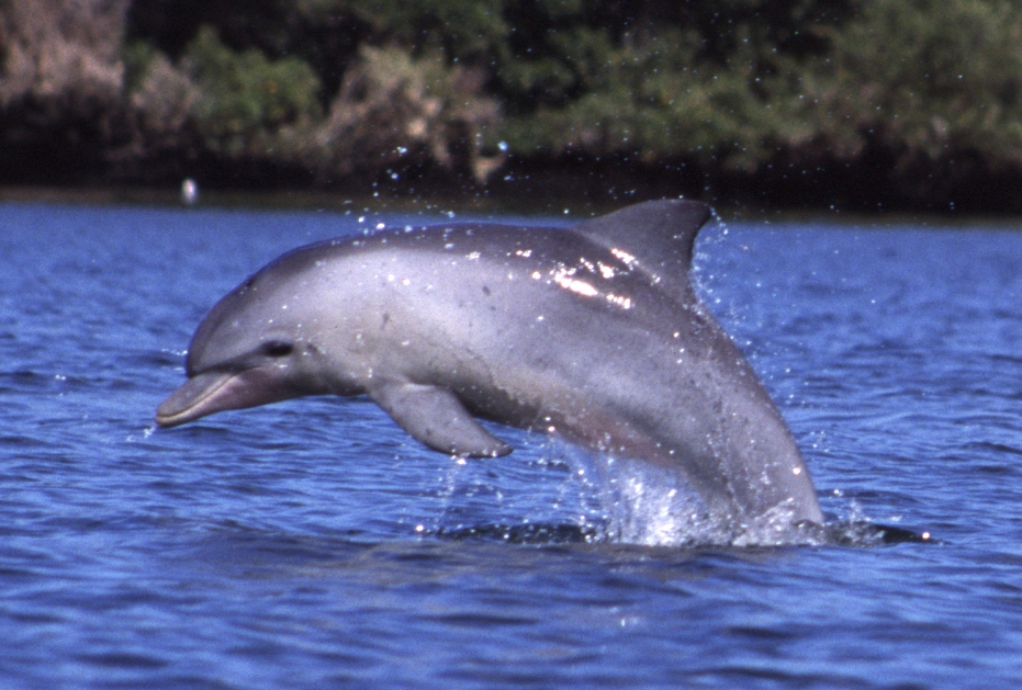 New Zealand bans swimming with dolphins New Zealand bans swimming with dolphins