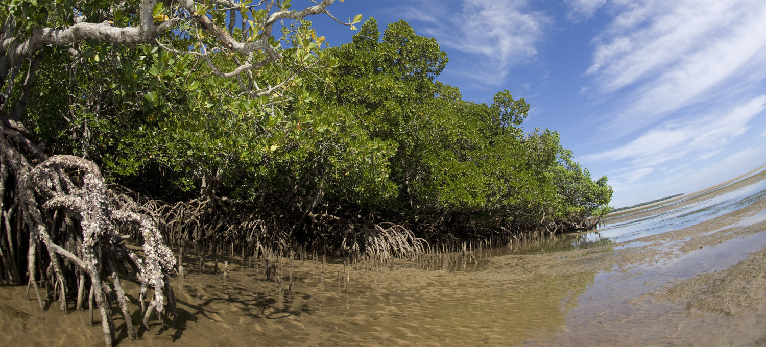 Mangroves Mangroves